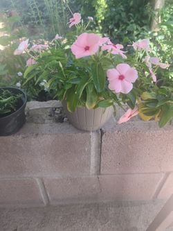 Plant