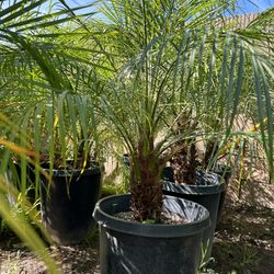 Pygmy Date Palms 
