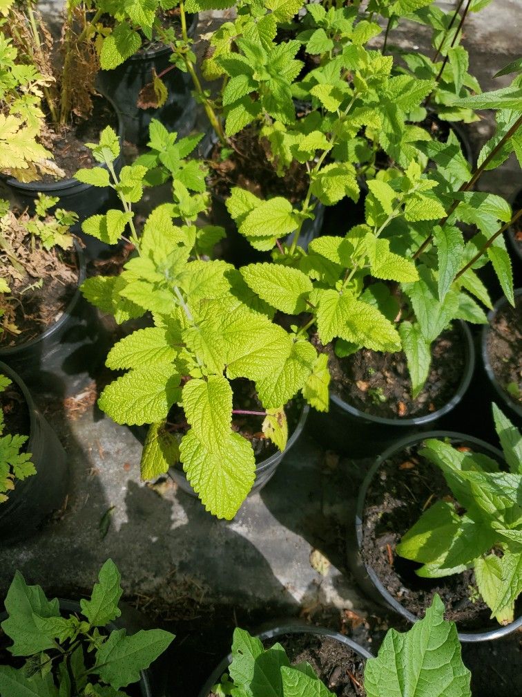 Lemon Mint Balm Each $5