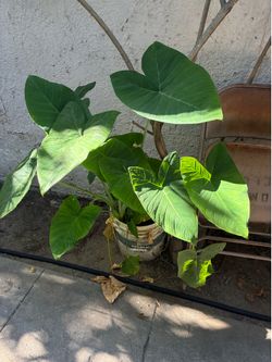 Plant