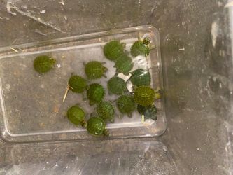 Turtle supplies