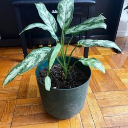 Indoor Plant