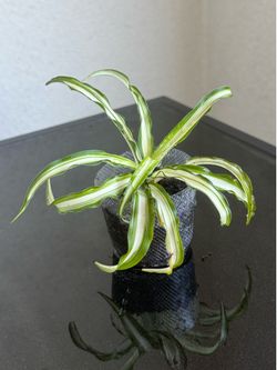 Healthy well rooted spider plants