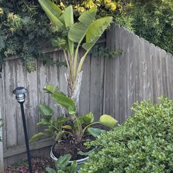 Birds Of Paradise Tree
