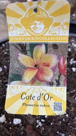 plumeria Cote d Or