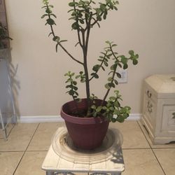 Bonsai Jade Tree