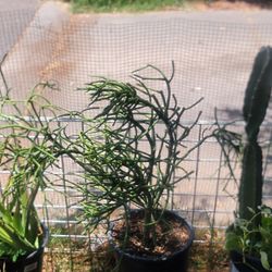 Milkbush Pencil Tree Cactus 