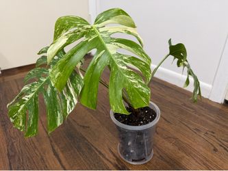 Monstera Albo 3-Leaf Top Cut. Pick up in Millbrae