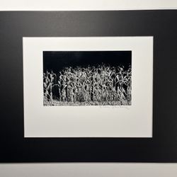 1994 Evan Deutsch Photographer "Corn" Signed Gelatin Photograph