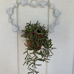 Metal Heart With Succulent Plant