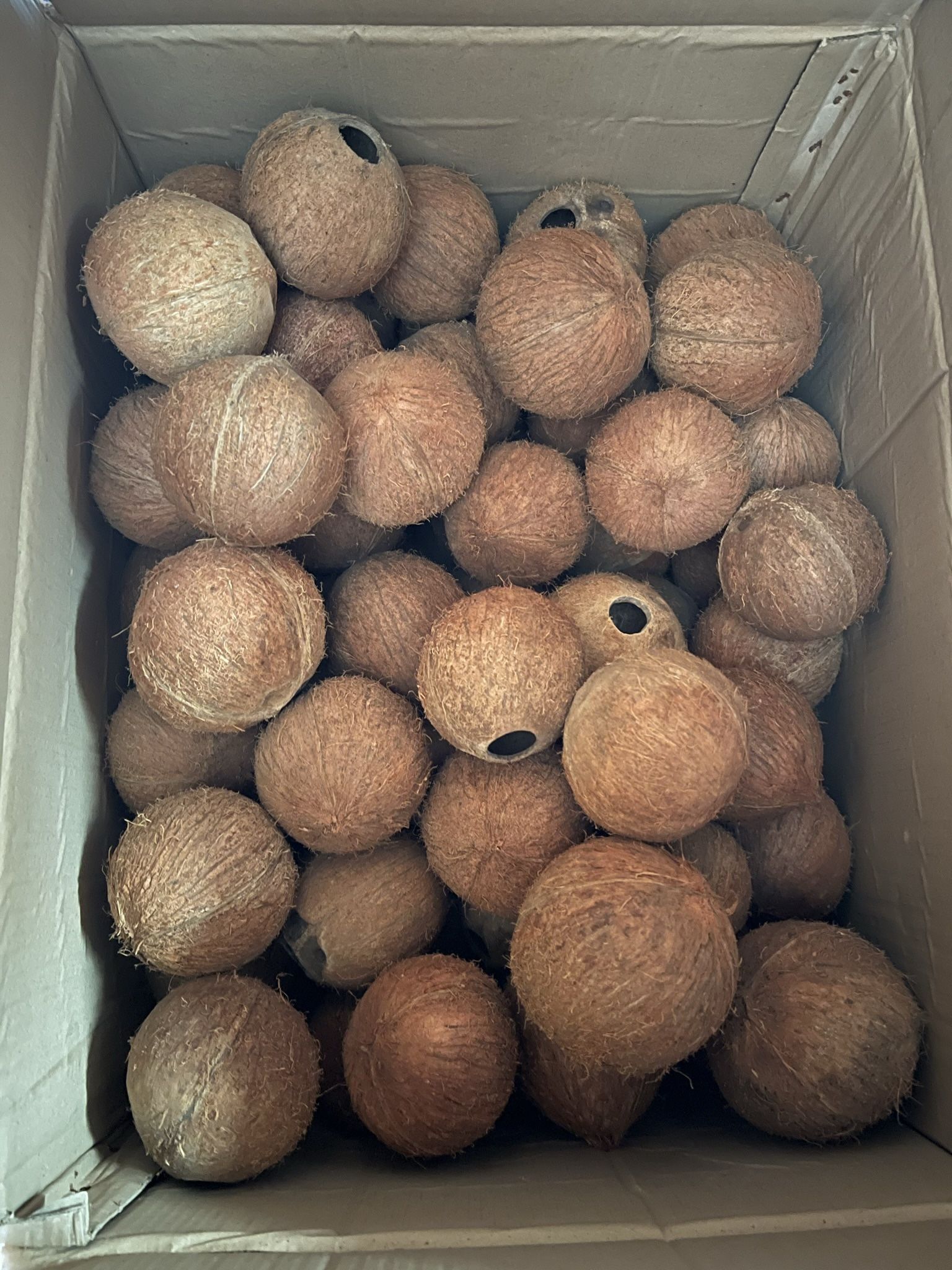 Coconuts - emptied out & clean inside