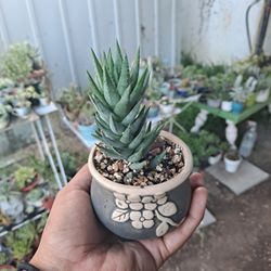Haworthia Succulent Plant 