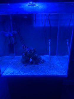 40 Gallon Saltwater tank