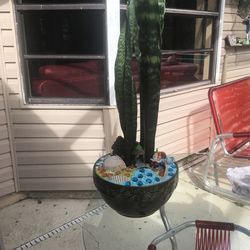 Plant Arrangement