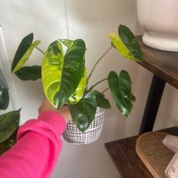 philodendron burle marx variegated