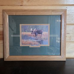 Moose Picture 