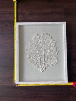 Real White Sea Fan Coral  Box Wall Art