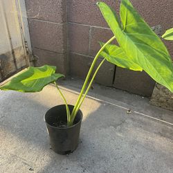 Elephant Ear Plant