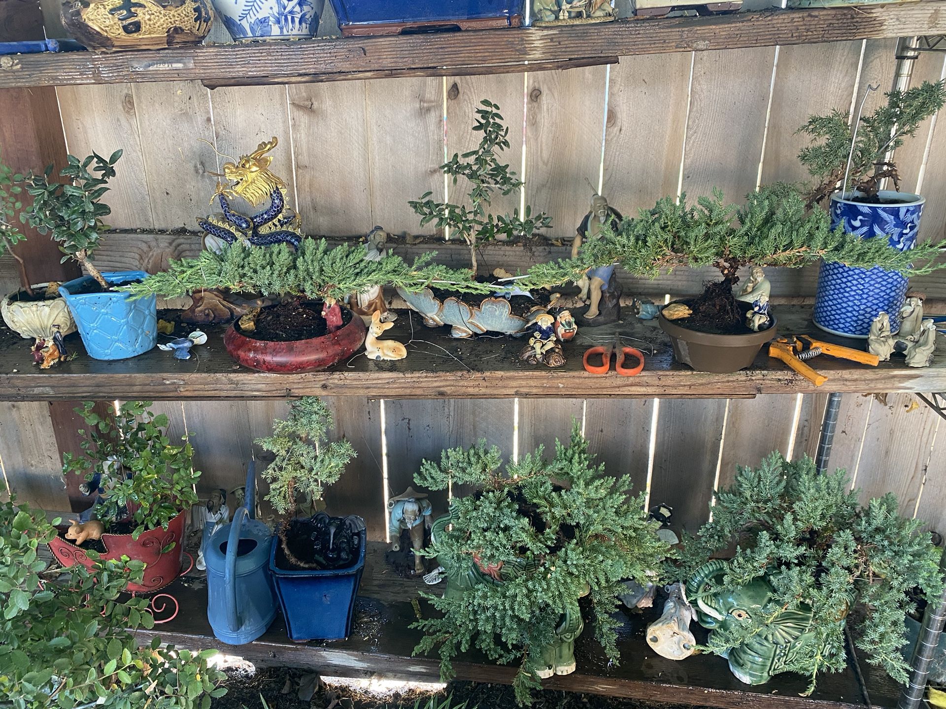 Bonsai Plants $40 And Up Japanese Garden Junipers, Japanese Maple, Dwarf, Pomegranate, Etc.