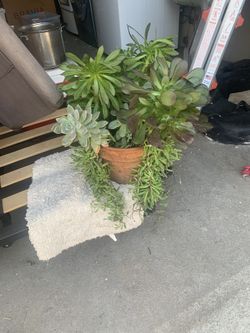 Succulent Garden In Ceramic Pot