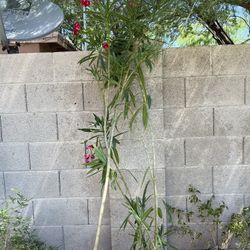 5 Gal Red Oleanders 