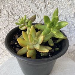 6 Inch Pot Succulent Plant - Sedum Adolpho Nussbaumerianum - Orange Delight - Coppertone Stonecrop - Rooted & Established - Drought Resistant - 🪴 