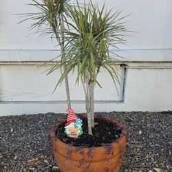 **ENTIRE POTTED PLANT**  Dracaena DRAGON TREE/RUBY NECKLACE w/LG CLAY POT