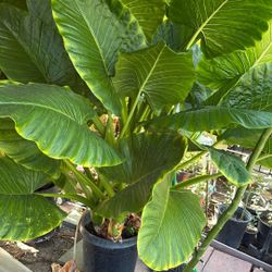 Big Elephant Ears 