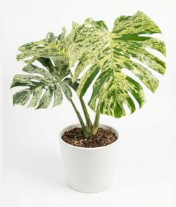 Monstera Deliciosa Bulbasaur Rare Live Starter Houseplant