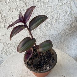 3 Inch Pot Succulent Plant- Tradescantia Zebrina Violet - Wandering Dude - Live Succulent - Rooted & Established - Drought Resistant - 🪴