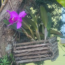 Rare Orchid 
