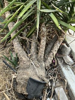 5 years Old Yucca In Pot !!!$130.