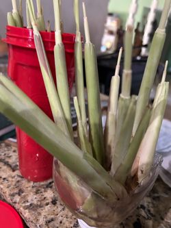 Lemongrass cuttings, rooted in water $1 ea