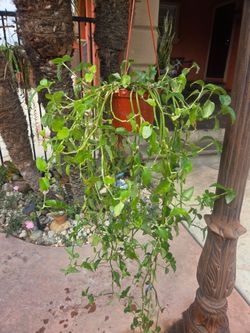 Hanging Suculent Plant