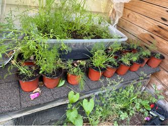 Free ‏Anise plants babies