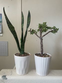 Plants