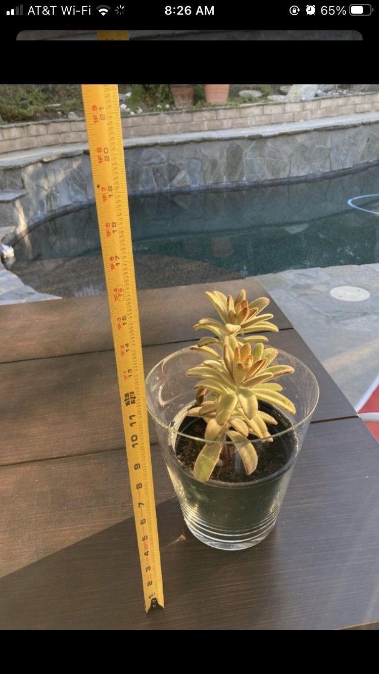 Beautiful live plant / succulent