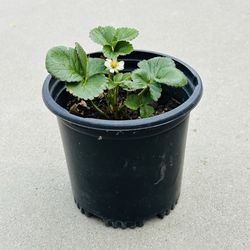 Strawberry 🍓 plants 🪴