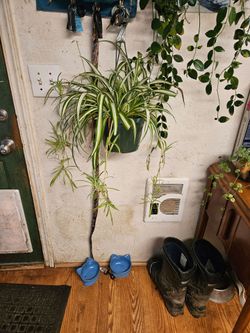 Spider plant starts
