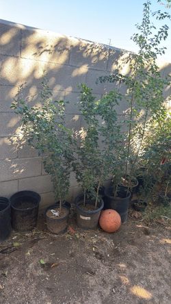 guamuchil trees / madras thorn/ p