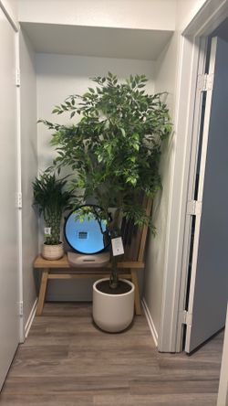 Ficus tree 🌳