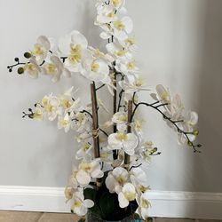 Large Orchid Plant