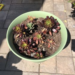 Large Succulent Arrangement