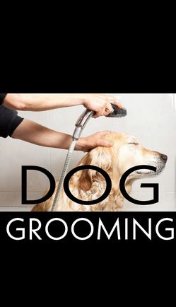 Dog Bathing