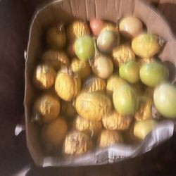 Yellow Passion Fruit