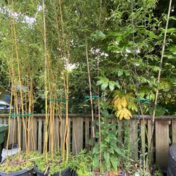 Bamboo In Pots