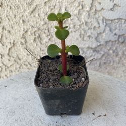 2 Inch Pot Succulent Plant - Portulacaria Afra - Elephant Bush - Drought Resistant - Rooted & Established 🪴 Perfect Baby & Wedding Shower Favors