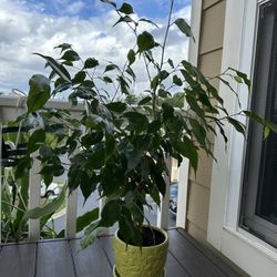 Ficus Benjamin Tree in a ceramic pot. 6" pot, plant 27"