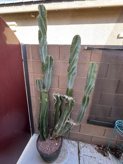 🌵 Six Foot Tall Spiral Cereus Cactus With 6 Tips 🌵 