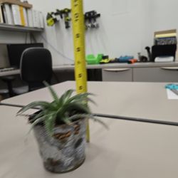 Agave Plant